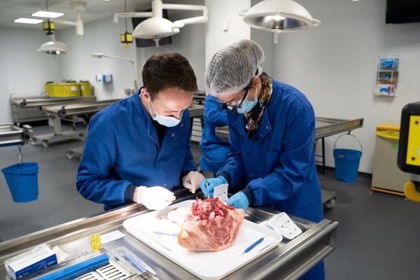 Two students conducting a practical on a pigs head